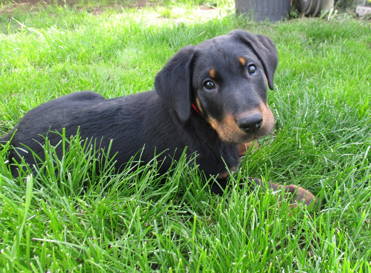  domainedelalicorne.fr photo chien beauceron photo chiot beauceron Elevage de beauceron chiot beauceron pure race élevage du clos de la licorne elevage des gardiens de la licorne elevage beauceron noir et feu authentique gros gabarits élevage de Beauceron familial sérieux et qualité domainedelalicorne.fr suivi des chiots conseil d’éducation chiot propre bas rouge santé caractère spécialiste du beauceron noir et feu ou arlequin chien rustique berger de France  nos chiots sont élevés avec amour et attention notre passion au service de la qualité Beauceron de qualité et sportif domaine de la licorne 04380 BARRAS élevage en liberté éleveur berger de beauce élevage de beauceron de travail 06 11 20 51 93 site domainedelalicorne.fr mail domainedelalicorne@gmail.com